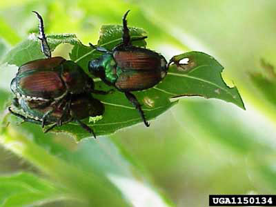 japanese_beetle01