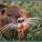 nutria2