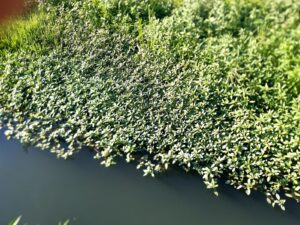 Ludwigia peploides nelle risaie di Sannazzaro de Burgondi