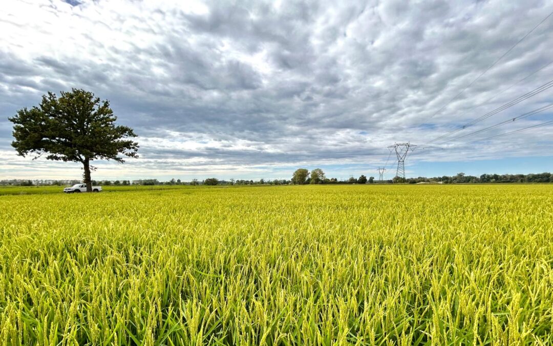 VISITA IN CAMPO IL 30