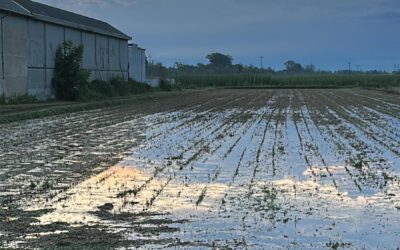 ECOSCHEMA 5: APPUNTAMENTO IL 19 DICEMBRE