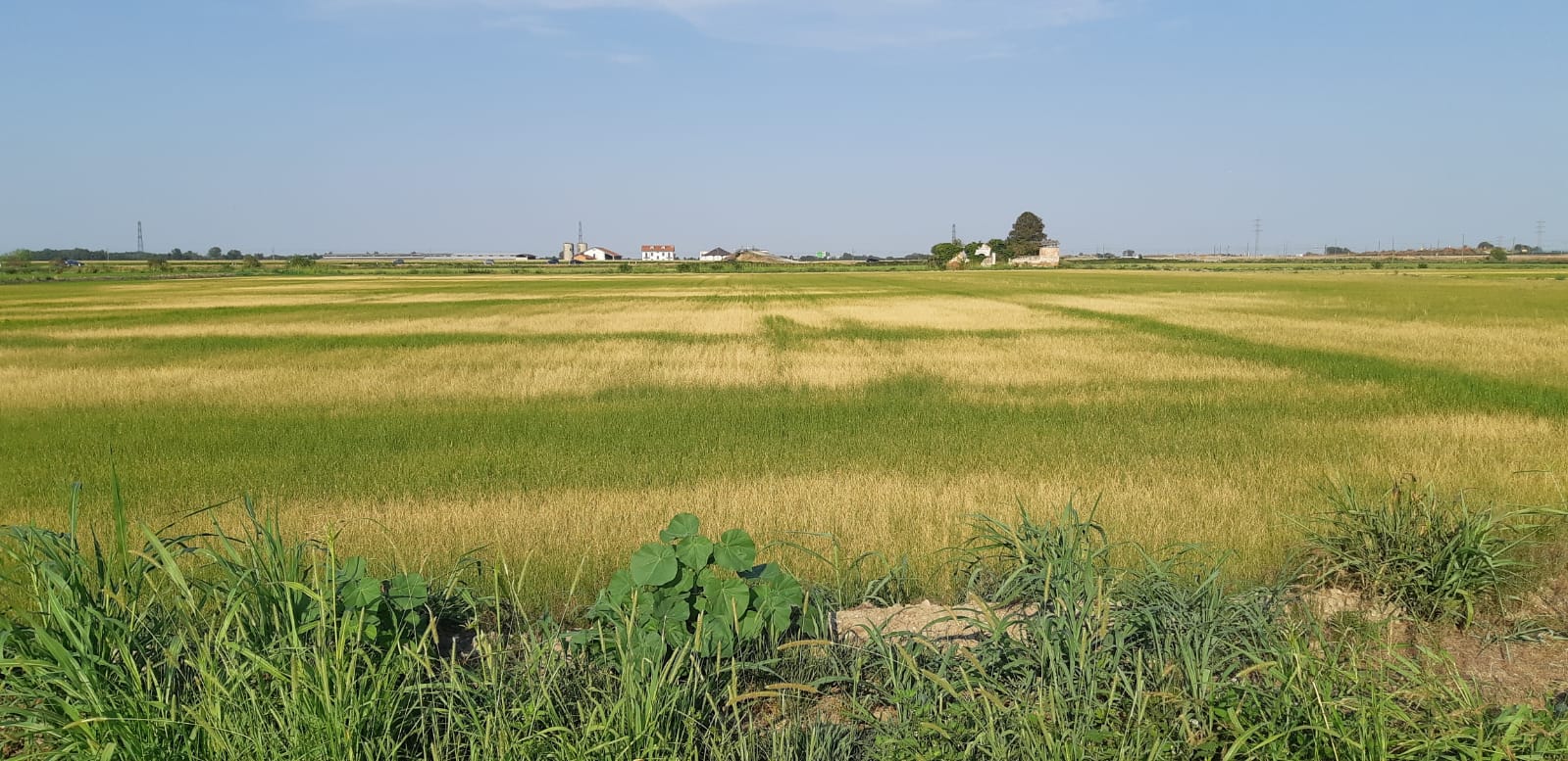 Siccità riso ISARNO