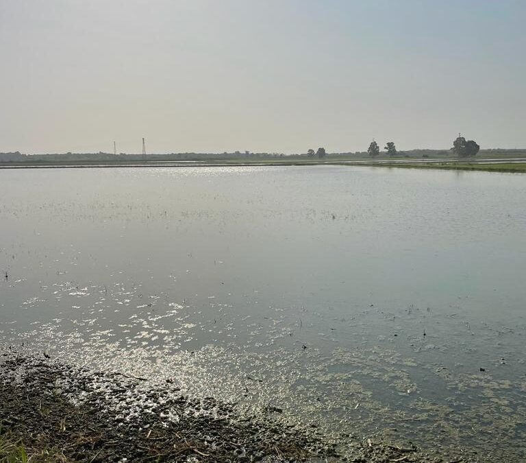 SOMMERGERE IL RISO FERMA IL DESERTO