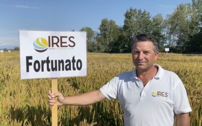 NON C’È IL BRUSONE E SPARISCE L’ENTE RISI