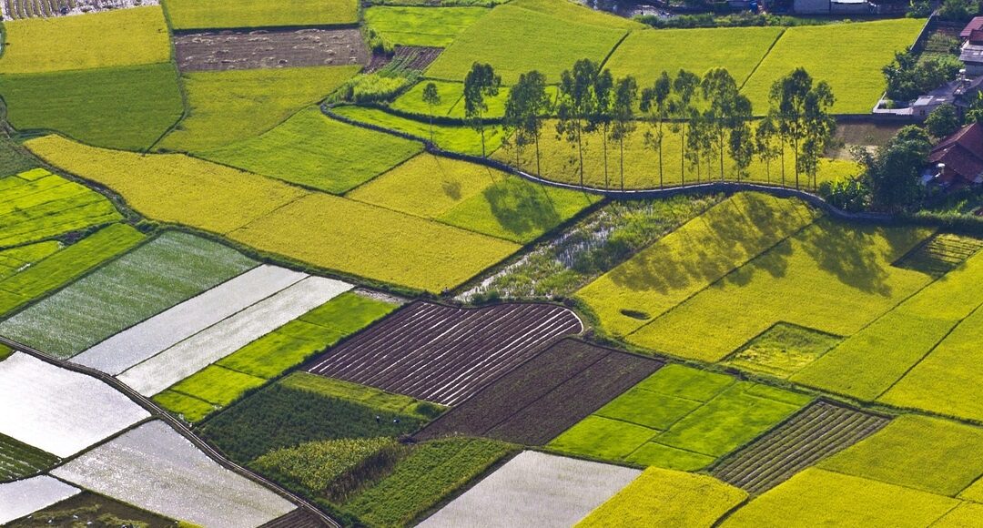 ECCO I CANTIERI DEI CONSORZI IN RISAIA