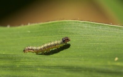 OCCHIO ALLA LARVA