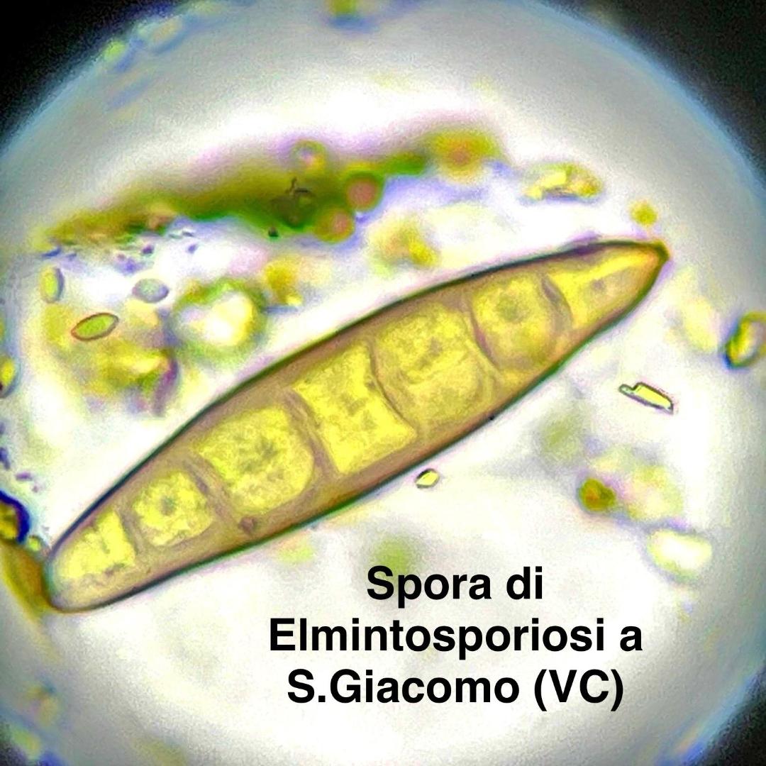 elmintosporiosi